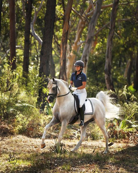 The Arabian stallion Klass galloping through an Australia forest. Owned by Mulawa Arabians. Photo by Stuart Vesty. Arabian Stallions, Horse Inspiration, Beautiful Arabian Horses, Most Beautiful Horses, Horse Equestrian, Cute Horses, Horse Life, Horse Training, Arabian Horse