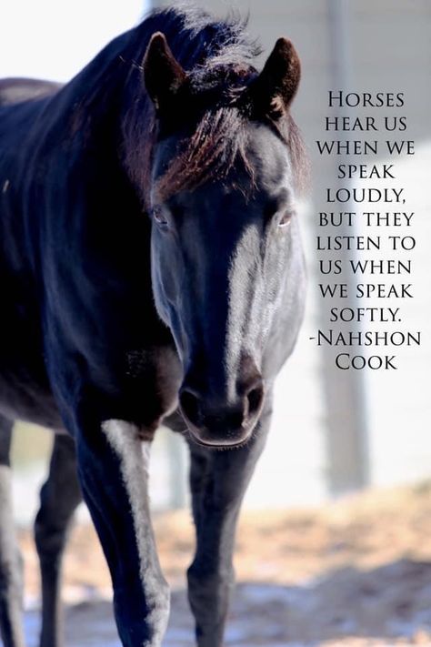 Horses Quotes Inspirational, Heart Horse Quote, Horse Quotes Meaningful, Horsemanship Quotes, Horse Sayings, Equine Quotes, Funny Horse Videos, Inspirational Horse Quotes, Horse Riding Quotes