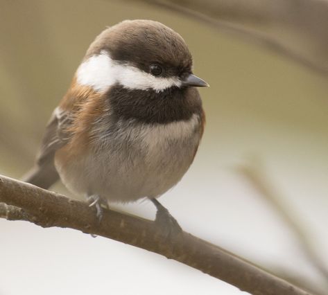 Pacific Northwest Animals, North American Birds, Bird Identification, Chickadee Bird, State Birds, Chickadees, Spokane Wa, Little Critter, Backyard Birds