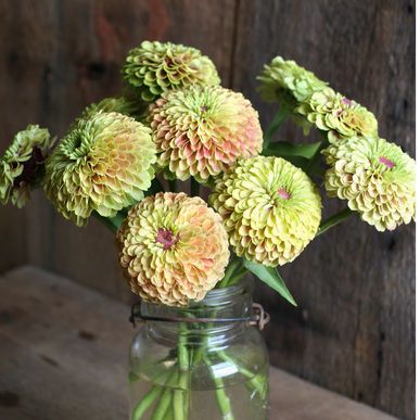 Queen Lime Zinnia Seeds Planting, Zinnia Seeds, Seed Planting, Zinnia Elegans, Zinnia Flowers, Plant Spacing, Blush Flowers, Fresh Cut Flowers, Flower Display