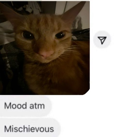 Mischevious Reaction Pic, Mood Atm Mischievous, Mischevious Cat, Mischievous Cat, Silly Kitties, Cheezburger Cat, Orange Kittens, Boost Your Mood, Bestest Friend