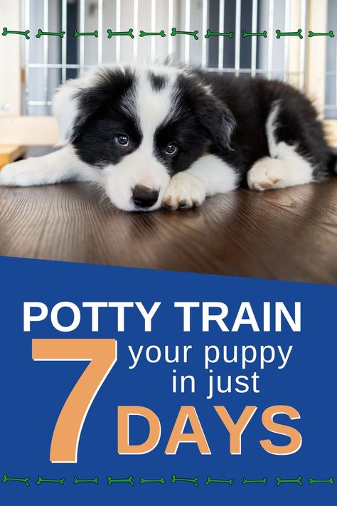 Potty Training Schedule, Puppy Schedule, How To Potty Train, Train Your Puppy, House Training Puppies, Puppy House, Puppy Biting, Dog Potty Training, Potty Train