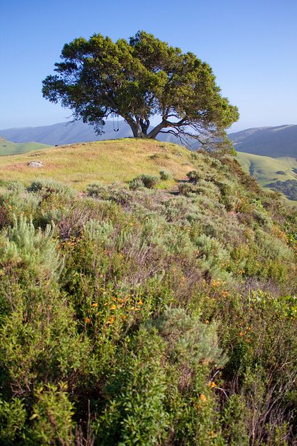 Coastal Plants, Oak Meadow, Tree Swing, California Landscape, Carmel By The Sea, Central California, Female Art Painting, Oak Trees, California Art