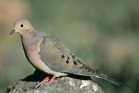 Mourning Dove Dove Symbolism, Dove Hunting, Spirit Animal Totem, Dove Pigeon, Common Birds, Old Farmers Almanac, Dove Bird, Power Animal, Animal Symbolism