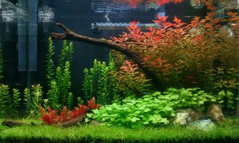 Stocking a 5.5 gallon - The Planted Tank Forum Planted 5 Gallon Betta Tank, Planted 5 Gallon Aquarium, 5 Gallon Betta Aquascape, 5 Gallon Aquascape Ideas, 6 Gallon Aquascape, 5 Gallon Planted Tank, 10 Gallon Shrimp Tank, 5 Gallon Aquarium Ideas, 5 Gallon Planted Betta Tank