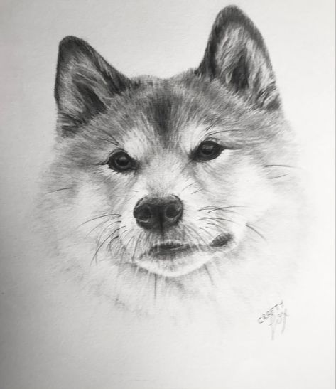 Crafty Fox, Animal Drawing, Lovely Animals, Fox Design, Drawing Videos, Realistic Drawings, Shiba Inu, Dog Portraits, Pencil Drawing