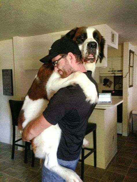 He's 6'5 and hugging his Saint Bernard... Hug Pose, Dogs Hugging, St Bernard Dogs, Dog Poses, Therapy Animals, Bernard Dog, Big Animals, Cat Pose, St Bernard