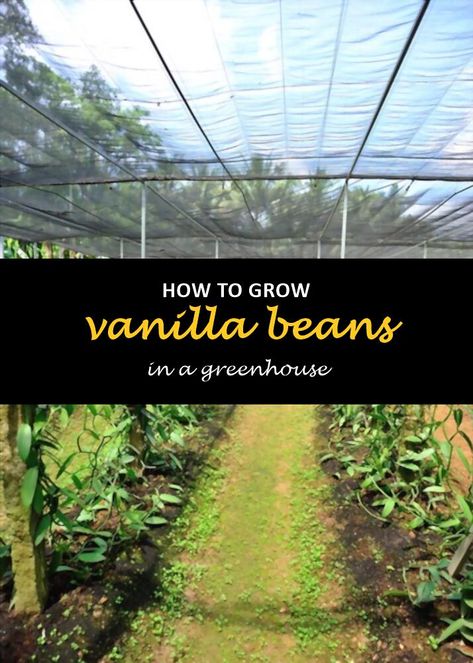 Growing Vanilla Beans In Greenhouse, How To Grow Vanilla, Growing Vanilla Beans Indoors, How To Grow Vanilla Beans, How To Grow Vanilla Beans Plants, Growing Vanilla Beans, Vanilla Bean Plant, Growing Vanilla, Grow Vanilla