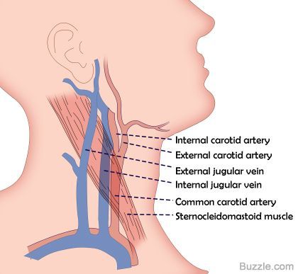 Common Carotid Artery, Jugular Vein, Emt Study, Sternocleidomastoid Muscle, Vascular Ultrasound, Internal Carotid Artery, Medical Assistant Student, Diagnostic Medical Sonography, Basic Anatomy And Physiology