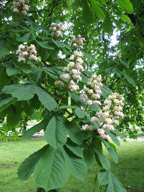 Horse-chestnut (Aesculus hippocastanum) | by William Richardson Horse Chesnut, Horse Chestnut Tree, 3d Diorama, Horse Chestnut Trees, Chestnut Tree, Tree Identification, Horse Chestnut, Witch Garden, Australian Plants