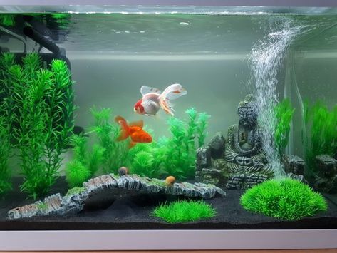 Fish Tank Ideas Goldfish, Goldfish Tank Decoration, Goldfish Aquarium Ideas, Goldfish Tank Ideas, Goldfish Aquarium, Fish Aquarium Decorations, Fish Tank Themes, Fish Tank Terrarium, Goldfish Tank