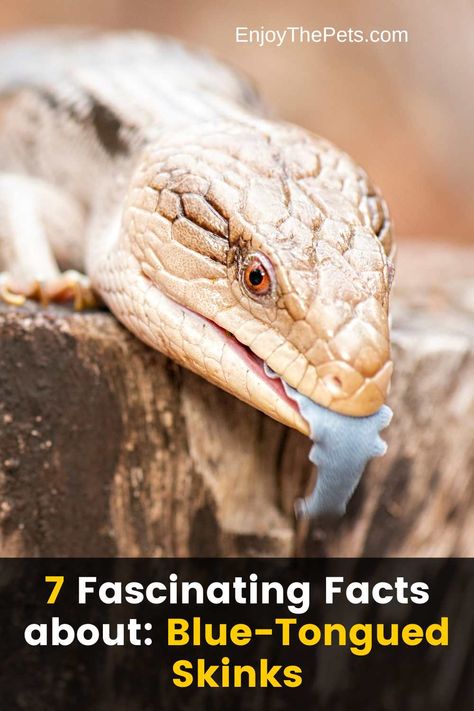 Blue Tongue Skink Diet, Blue Tongued Skink Enclosure, Northern Blue Tongue Skink, Diy Blue Tongue Skink Enclosure, Blue Tongue Skink Enclosure, Skink Lizard, Nature Facts, Lizard Tattoo, Lizard Tank