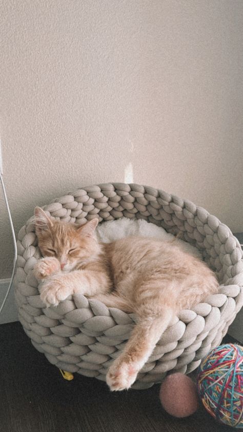 Cute Cat Beds Ideas, Cute Cat Beds Aesthetic, Cozy Cat Bed, Aesthetic Cat Supplies, Aesthetic Cat Accessories, Knit Cat Bed, Diy Crochet Cat Bed, Cute Cat Beds, Cute Orange Kitten