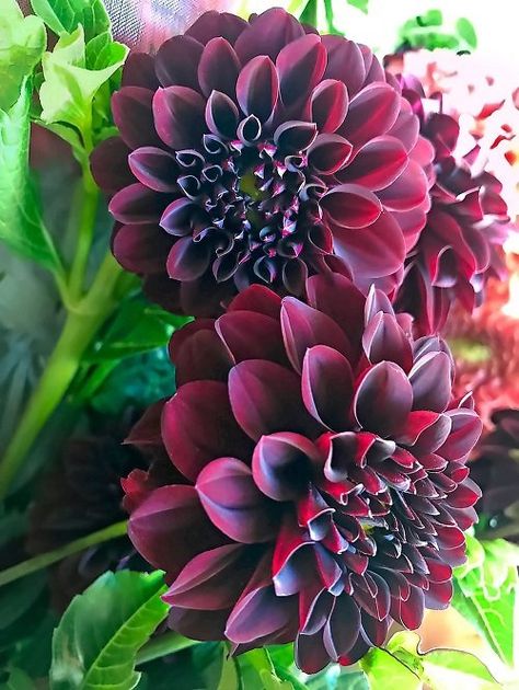 19 Black Dahlia Flower Varieties + How to Grow Black Dahlia Denver Landscaping, Raphaelite Art, Steve Adams, Black Petunias, Witchy House, Longfield Gardens, Mlp Ocs, Pumpkin Planter, Goth Garden