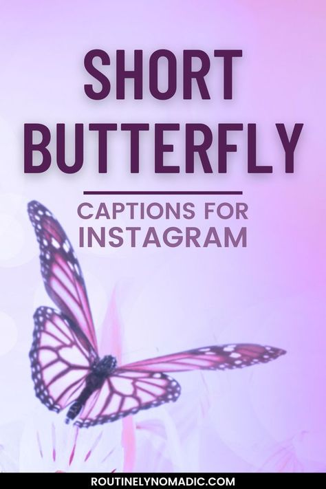 Purple butterfly with words Short Butterfly Captions for Instagram Quotes About Butterflies Short, Cute Short Quotes, Fluttering Butterfly, Short Instagram Quotes, Insta Aesthetic, Cute Captions, Butterfly Quotes, Captions For Instagram, Aesthetic Ideas