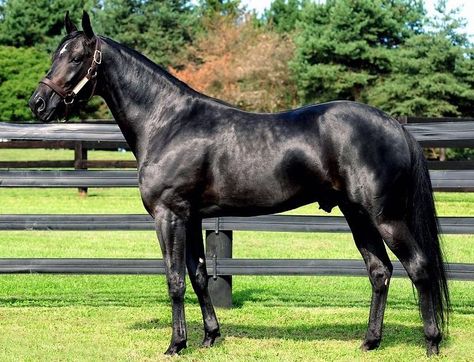 Standardbred Horse, Gorgeous Horses, Harness Racing, Thoroughbred Horse, Horse World, Horse Breeds, Thoroughbred, Wild Horses, South American