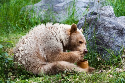 Via @TIME:  Honey-Jacking Bear Might Be the Most Wanted Animal in America Right Now Bee Removal, America's Most Wanted, Spirit Bear, Big Appetite, Temperate Rainforest, Dairy Queen, Honey Bear, Eating Food, You're Not Alone