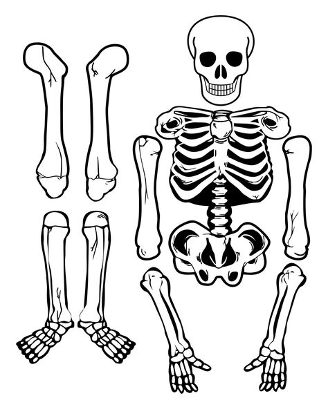 10 Best Large Printable Skeleton Template - printablee.com Skeleton Template Printable Free, Skeleton Project, Skeleton Template, Skeleton Printable, Small Skeleton, Life Size Skeleton, Skeleton Craft, Skeleton Body, Skeleton Drawings