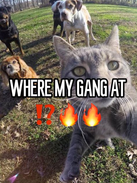 #whisper #cat #sillycat #gang Me And Gang Cats, Gang Cat, Gangster Cat, Cat Gang, Silly Kitty, Cat Profile, Cat Meme, Funny Cute Cats, Silly Cats