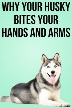 Husky Training Tips, Husky Care, Husky Quotes, Husky Puppy Training, Siberian Husky Training, Husky Facts, Husky Training, Siberian Husky Facts, Siberian Husky Funny