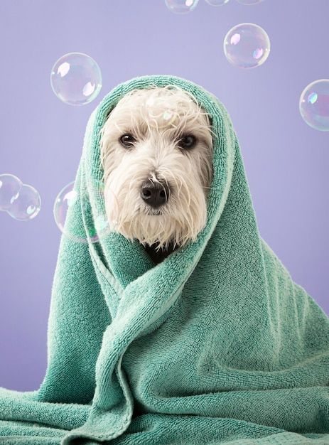 Dog Bath Photoshoot, Grooming Dogs, Dog Bathing, Cold Weather Dogs, Dog Grooming Shop, Dog Spa, Dog Wrap, Dogs Grooming, Pet Spa