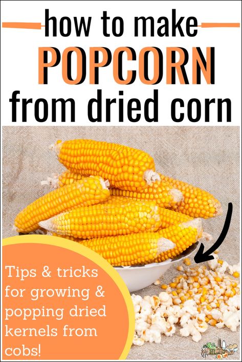 Tutorial on how to remove popcorn from a dried ear of popcorn l Tips on growing popcorn and differences in color l Homesteadlady.com #popcorn Growing Popcorn, Corn Cob Jelly, How To Make Popcorn, Diy Popcorn, How To Make Corn, Homemade Popcorn, Popcorn Kernels, Dried Corn, Corn Cob