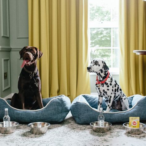 We've rounded up the very best dog friendly luxury hotels. From an idyllic oceanfront retreat in Los Cabos to an 18th-century Georgian manor in the picturesque English countryside, these exclusive abodes guarantee an unforgettable stay for you and your pet. See link for full story. #elitetraveler #dogsofinstagram #instadog Luxury Dogs Aesthetic, Pets Hotel, Cozy Luxury Dog Beds, Luxury Dog Hotel Pet Resort, Hotel Pet, Pet Instagram, Pet Friendly Hotel, Georgian Manor, Car Charging Stations