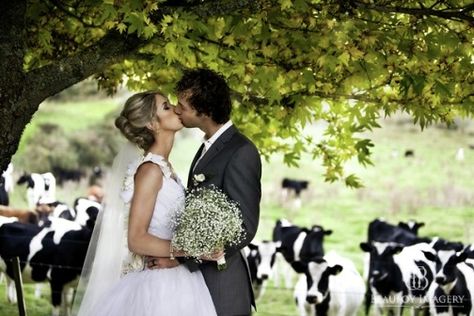 Classic Kiwi wedding at Treetops Lodge & Estate, Horohoro, Rotorua, New Zealand...such a cute picture with the cows looking on in the background - A true Kiwi Classic :-) Cow Wedding Photos, Rotorua New Zealand, Zoo Wedding, Cow Pictures, Country Theme, Romantic Holiday, Picnic Wedding, Cute Picture, Farm Style