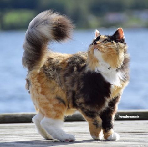 Longhaired Cat, Cat Expressions Reference, Playful Cats, Muscular Cat, 3 Cats, Pretty Cat, Cat Reference Photo, Long Haired Calico Cat, Cats Carrying Kittens