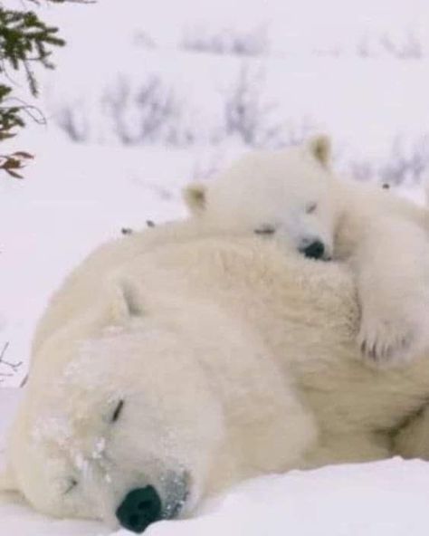 Polar Bear Images, Comfy Pillow, Baby Polar Bears, Sleep Funny, Cute Polar Bear, Bear Cub, I'm With The Band, Sleep Well, Bear Cubs