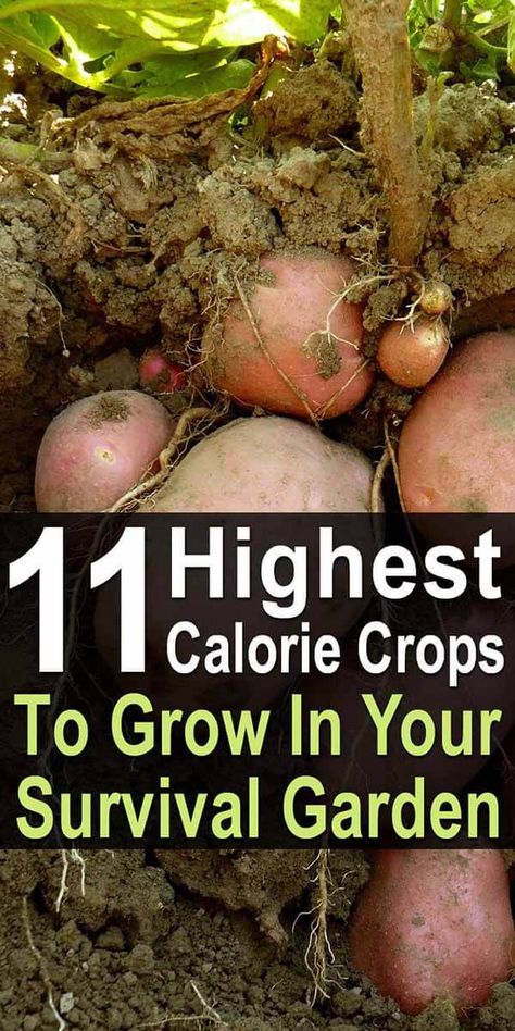 When preparing to grow a survival garden, the number of calories a crop offers is an important consideration. Although veggies like tomatoes and cucumbers are nutritious, they won't keep you full. That's why when planning your survival garden, you also want to include lots of high-calorie crops. Survival Crops, Prepper Garden, Survival Plants, Backyard Homesteading, Vegetables Growing, Growing Crops, Tomatoes And Cucumbers, Survival Garden, Homesteading Ideas