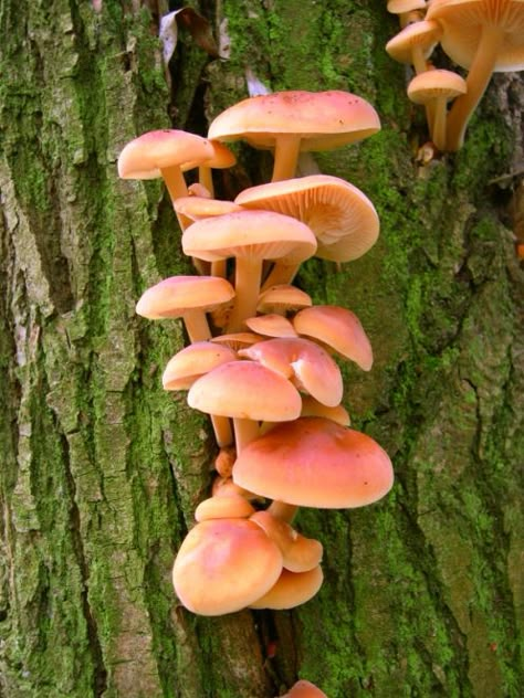 Mushrooms On A Tree, Pretty Mushrooms Nature, Mushrooms Growing On Trees, Mushrooms On Trees, Mushroom On Tree, Pretty Mushrooms, Mushroom Types, Different Types Of Mushrooms, Different Mushrooms