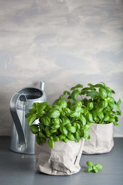 Basil Photography, Veggies Photography, Paper Plant Pots, Aphrodite Altar, Basil Herb, Paper Pot, Basil Plant, Healthy Herbs, Paper Plants