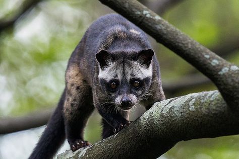 Asian Palm Civet Paradoxurus hermaphroditus "Nauseating spray" Musang Pandan, African Civet, Asian Palm Civet, Civet Cat, Palm Civet, Wild Cat Species, Mantis Shrimp, Cat Species, Nocturnal Animals