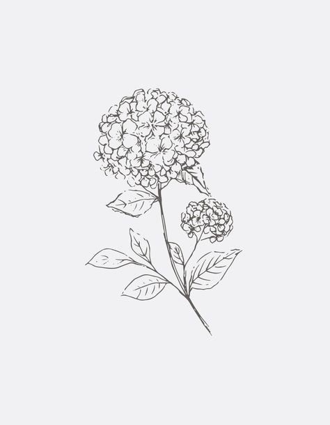 Hydrangea Tattoo Ankle, English Flower Tattoo, Hand Drawn Hydrangeas, Hydrangea Line Tattoo, Hydrangea Tattoo Small Black, Hydrangea Art Drawing, Dainty Hydrangea Tattoo, Hydrangea Tattoo Simple, Hydrangea Line Art