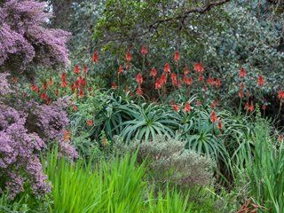 Most #Aloe bloom in winter, attracting hummingbirds to their bright tubular flowers when little else is available. -Garden Design #HomeOwnerTips #GardeningTips Aloe Plant Care, Portland Garden, Desert Gardens, Succulent Species, Succulent Ideas, Dry Garden, Aloe Plant, Aloe Vera Plant, Growing Succulents