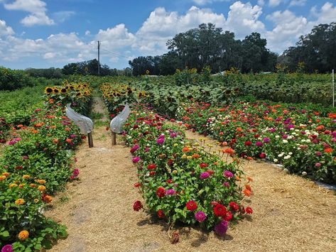 10 Stunning Flower Farms In Florida That Look Like A Dream Florida Farm, Flower Farms, Surreal Landscape, Family Beach Trip, Sustainable Farming, Flower Farm, Travel Memories, Amazing Grace, Family Farm