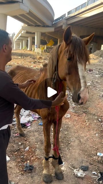 S A R A H   J A N E on Instagram: "Who would do this to a horse ? 💔😔 Thank you so much to @aliassafari1 for all your amazing work you do rescuing animals 🤍   Pls DM for credit / removal  No copyright infringement intended  All material belongs to respective owners   #vegansofinstagram #vegansofig #vegansofinsta #animalsofinstagram #animalsaddict #animalsco #cuteanimals #funnyanimals #animalsmood #funnypetstagram #animalsofig #viralposts #viralreel #viralpage #viralinstagram #viraltiktok #viraltiktoks #dogloversclub #viralanimals #viraltrend #viralvids #petscorner #petslover #petsgram #petsofinsta #petsarefamily #worldofcutepets #animalsvideos #animalsofig #babyanimals" Unusual Pets, Rescuing Animals, Unusual Horse, Unusual Animal Friendships, Animal Rescue Stories, Pony Rider, Indian Horses, Reining Horses, Animal Attack