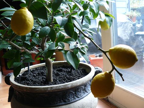 Read How To Grow A Lemon Tree From Seed Grow Fruit Indoors, Growing Herbs Inside, Lemon Tree From Seed, Growing Lemon Trees, Growing Citrus, Lemon Plant, How To Grow Lemon, Citrus Plant, Pepper Plants