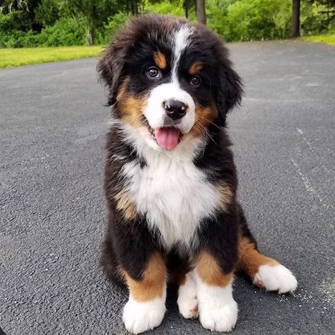 K9.Cute’s Instagram profile post: “He is so adorable 😍 😍 . Credit: @bouvier_bernois_cute  Follow @k9.cute . #bernesemountaindogs #bmd #bmdpuppy #bernersennenhund #dogs #doggo…” Walking Tips, Burmese Mountain Dogs, Food Area, Bernese Puppy, Hiking Dog, Bernese Mountain Dog Puppy, Dog Room, 강아지 그림, Dog Tips