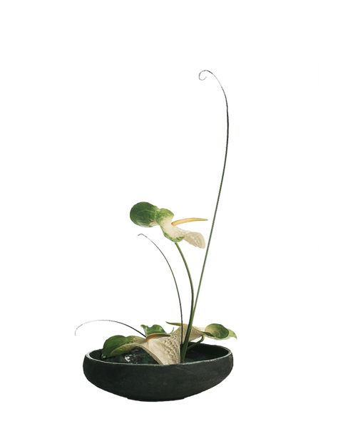 Arreglos Ikebana, Ikebana Sogetsu, Sogetsu Ikebana, Japanese Interiors, Green Orchid, Ikebana Arrangements, Ikebana Flower Arrangement, Exotic Orchids, Modern Flower Arrangements