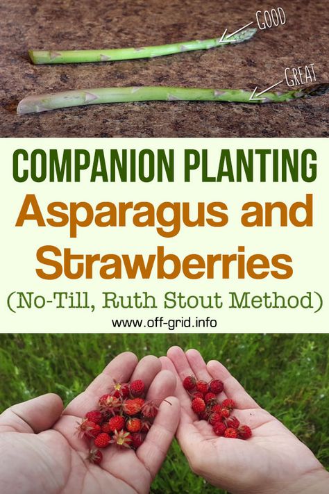 Companion Planting Asparagus And Strawberries – No-Till (Ruth Stout Method) - Off-Grid Planting Asparagus, Asparagus Garden, Plant Strawberries, Growing Asparagus, Straw Mulch, Asparagus Plant, Strawberry Garden, Gardening Techniques, Strawberry Plants