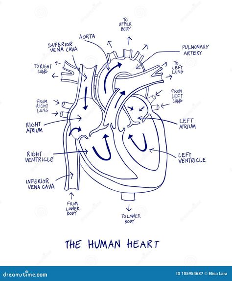 Sketch of human heart anatomy on blue line on a white background. Educational diagram showing blood flow with hand written labels of the main parts. Vector illustration easy to edit Heart Structure Diagram, Simple Heart Diagram, Heart Anatomy Drawing, Human Heart Diagram, Easy Heart Drawings, Medicine Images, Biology Diagrams, Heart Structure, Human Heart Anatomy