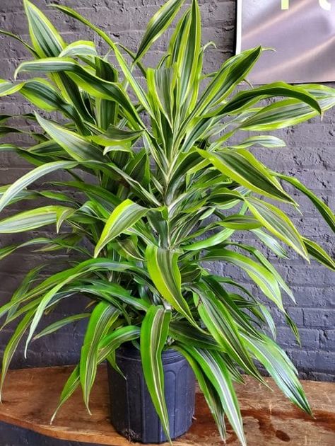 9 Best Dracaena Varieties for Indoors | Types of Dracaena Houseplants Dracaena Varieties, Dracena Plant, Dracaena Fragrans, Dracaena Sanderiana, Indoor Tropical Plants, Types Of Houseplants, Lucky Bamboo Plants, Dracaena Plant, Corn Plant