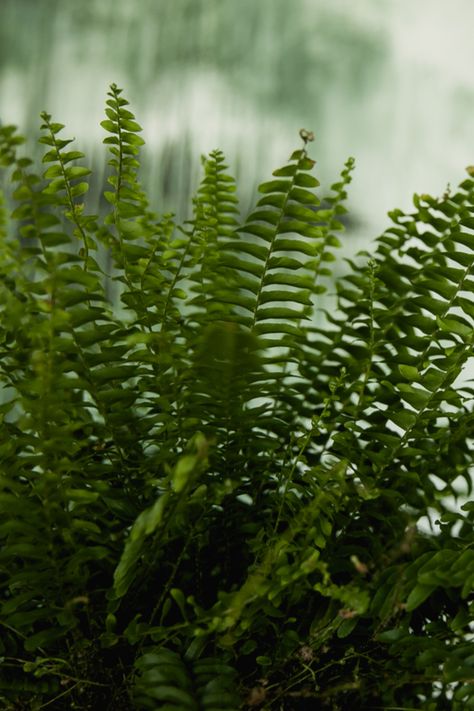 How To Save Your Ferns! Bringing Ferns Indoors For The Winter Landscaping Perennials, Winter Boston, Garden Ferns, Fern Planters, Gardening Inside, Fern Care, Hanging Ferns, Indoor Ferns, Peanut Clusters