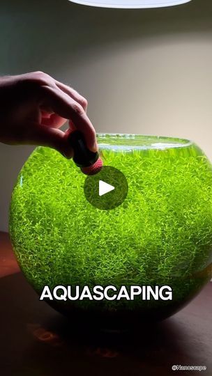 2.1M views · 94K reactions | Aquascaping can get very expensive! 😳

#aquarium #fishtank #plants #aquascape | Nanoscape | Alan Gogoll · Sunny Side of the Stream 2.5 Gallon Aquascape, Aquarium Ideas, Aquascape Aquarium, Water Life, Aquascaping, Aquariums, Fish Tank, House Plants, Fresh Water