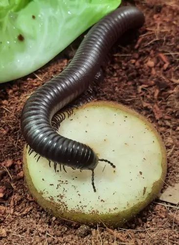 Giant African Millipede, Millipede Enclosure, African Millipede, Pet Bugs, Giant Millipede, Big Bugs, Millipedes, Centipedes, Cool Insects