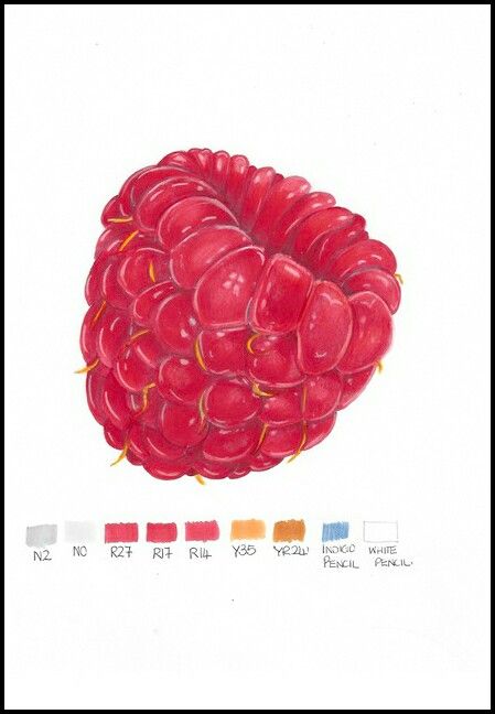 Raspberry @thesketchingdoc Raspberry Art Drawing, Raspberry Sketch, Raspberry Doodle, Raspberry Painting, Raspberry Drawing, Raspberry Art, Sketch Plan, Collage Portfolio, Mini Sketch