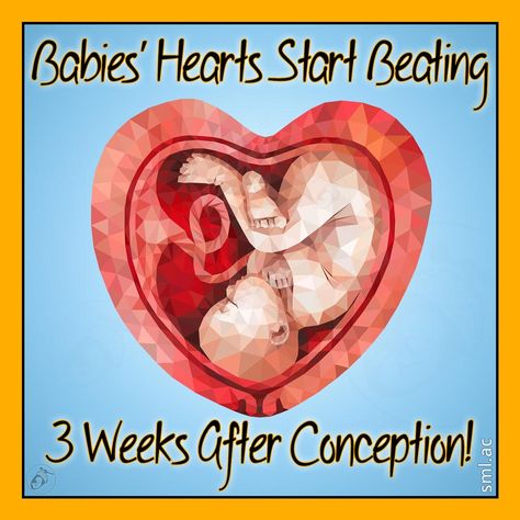 Fun Fact Friday, S Heart, Heart Beat, Baby Star, Over 60, Fun Fact, In A Heartbeat, 3 Weeks, Fun Facts