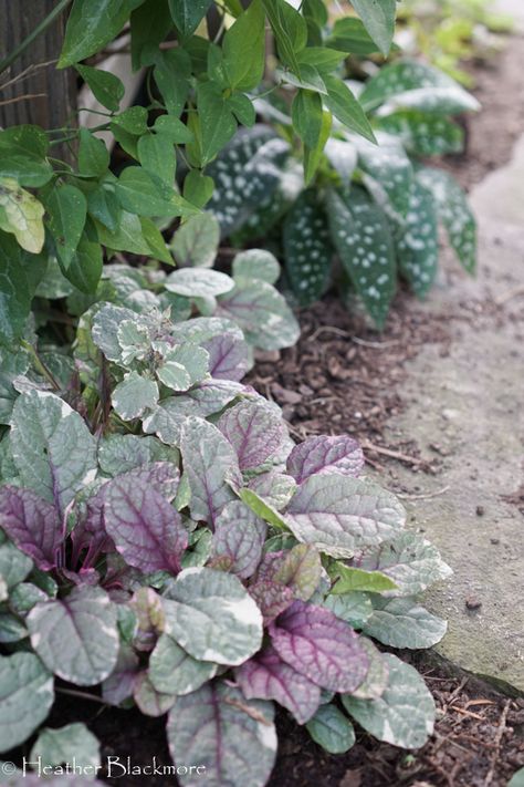 Tiered Shade Garden, Dry Shade Perennials, Shady Rock Garden Ideas, Plants For Dry Sunny Areas, Deep Shade Garden, Shade Succulents Outdoor, Deep Shade Plants, Tall Shade Plants, Shaded Backyard